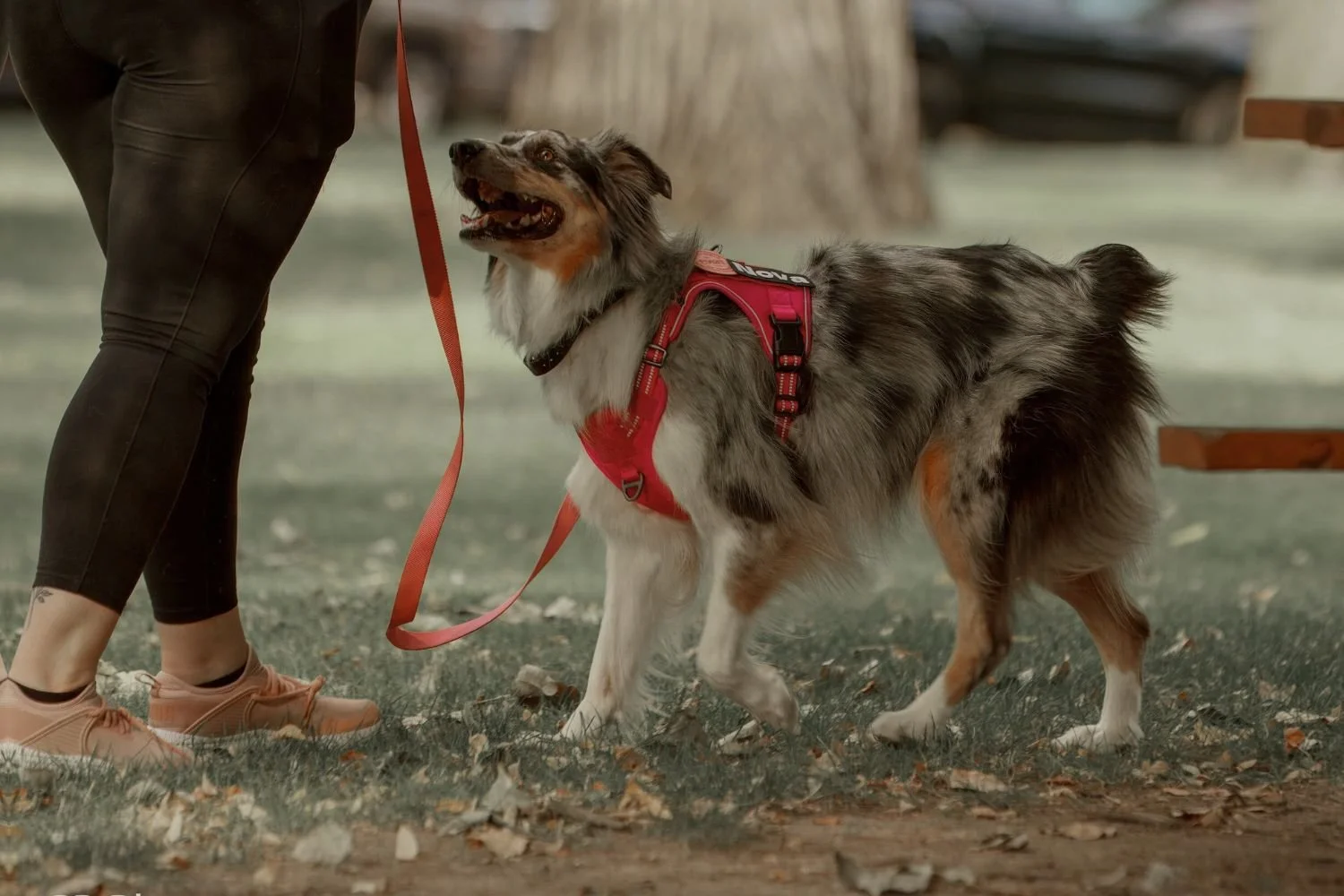 A dog walking on a loose leash beside a walker during a thirty minute neighborhood reset walk