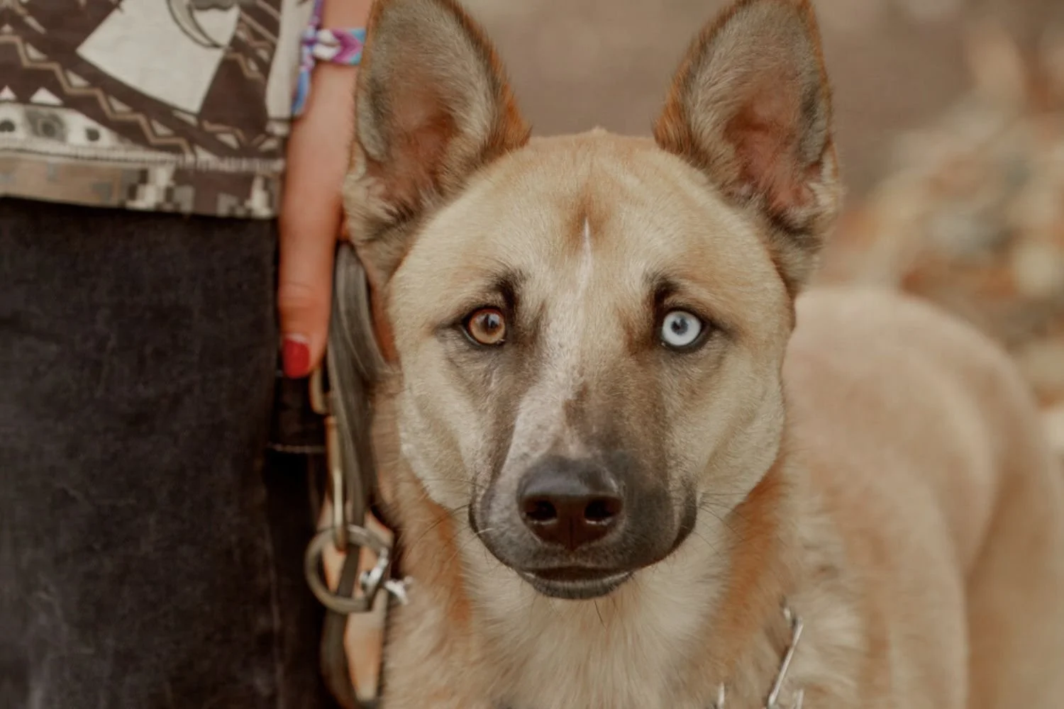 Overwhelmed dog training Meridian Idaho