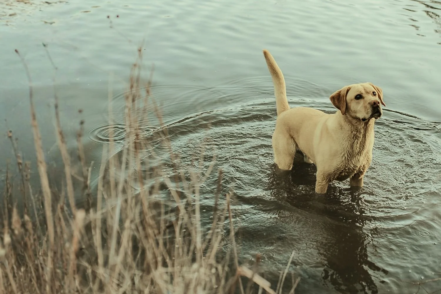 A dog with room to explore the water on a sixty minute decompression walk