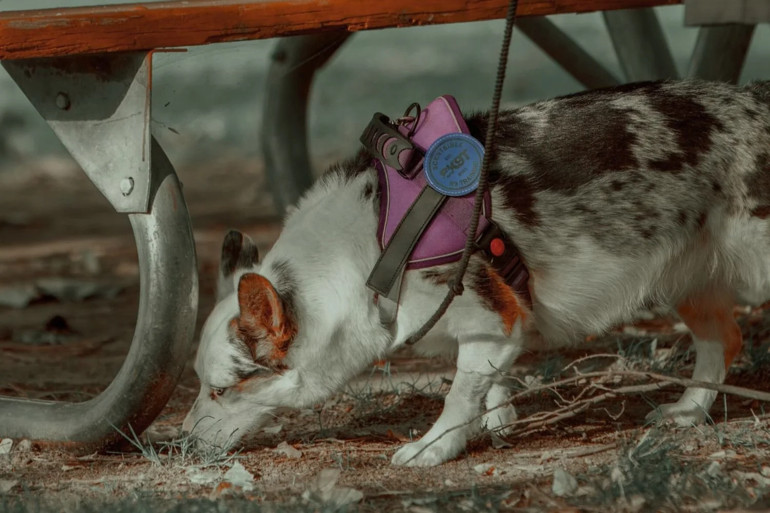 Under-fulfilled dog training Meridian Idaho