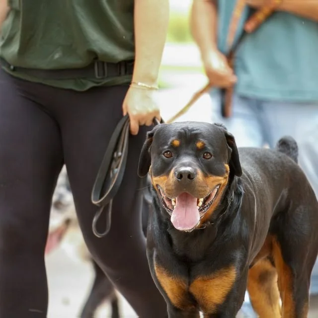 Dog training for inconsistent behavior Meridian Idaho