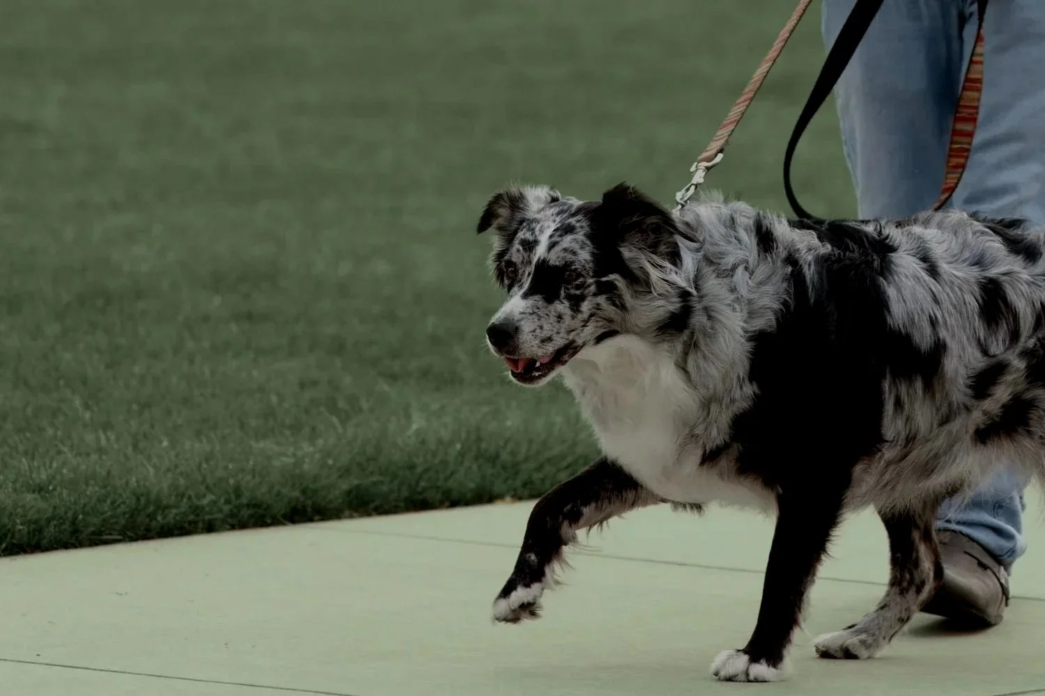 Overexcited dog training Meridian Idaho