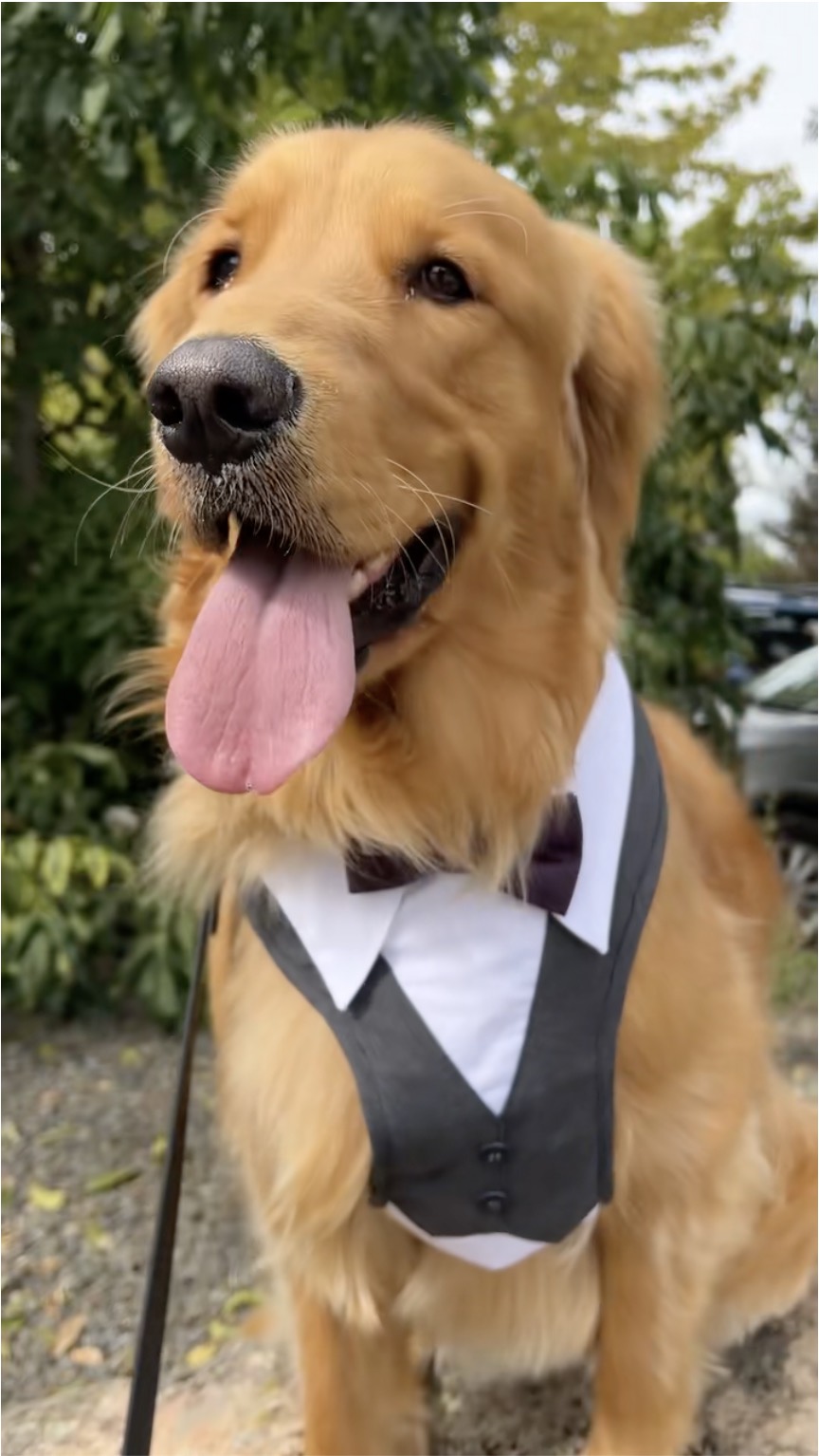A young golden retriever sitting patiently outdoors in a bow tie