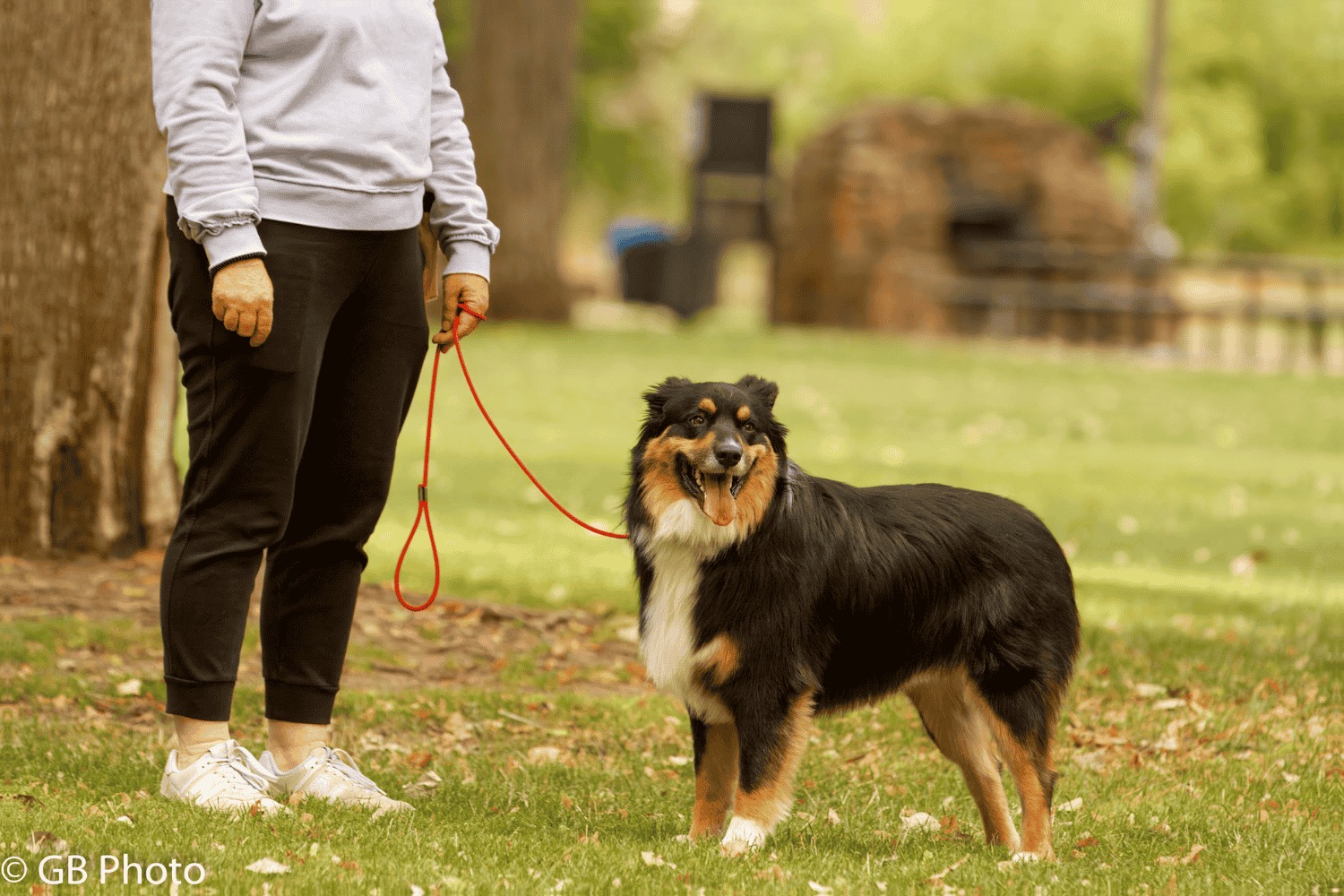 A trainer walking a dog on a loose leash across open grass