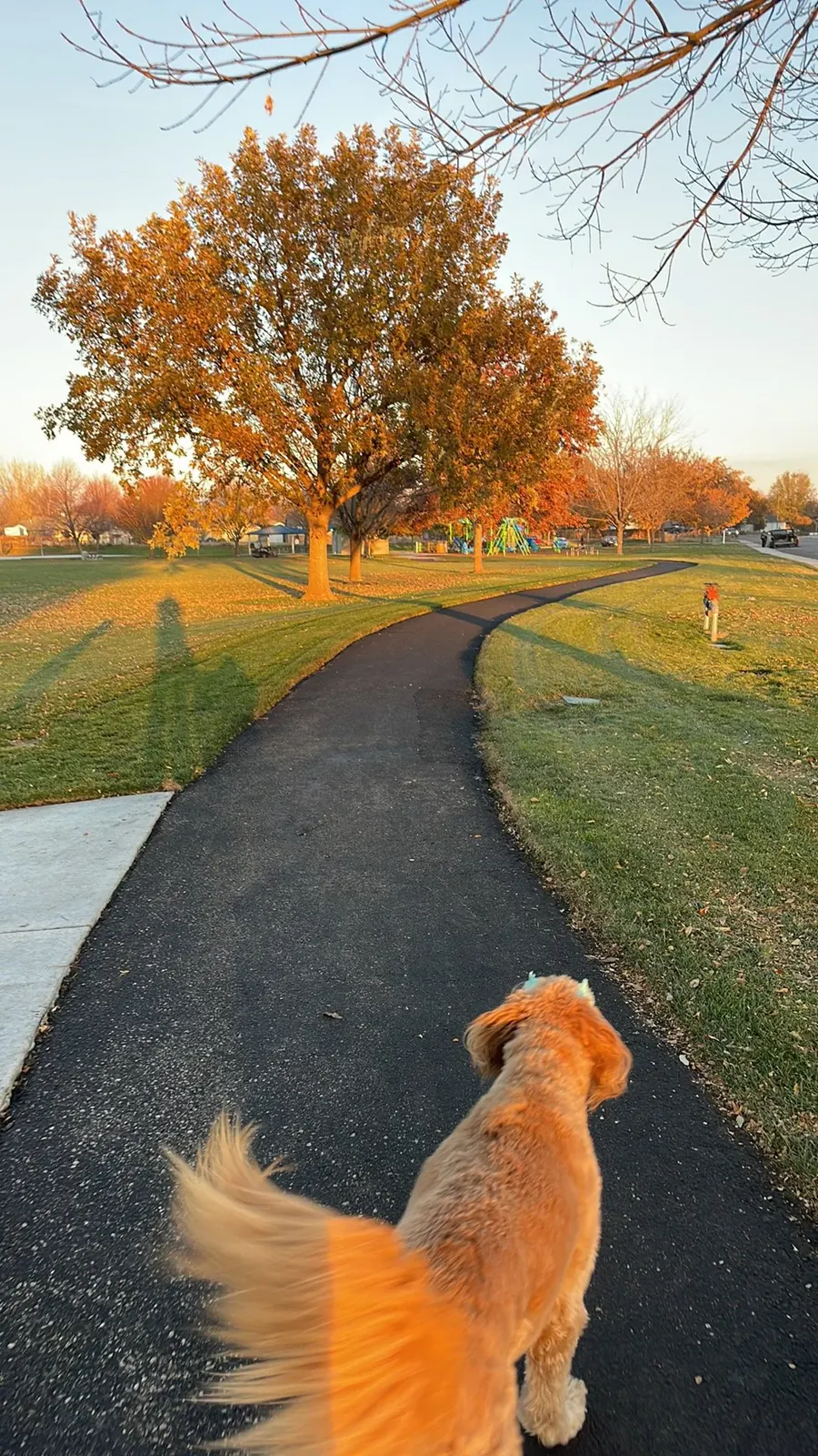 A doodle on a winding park path under autumn trees