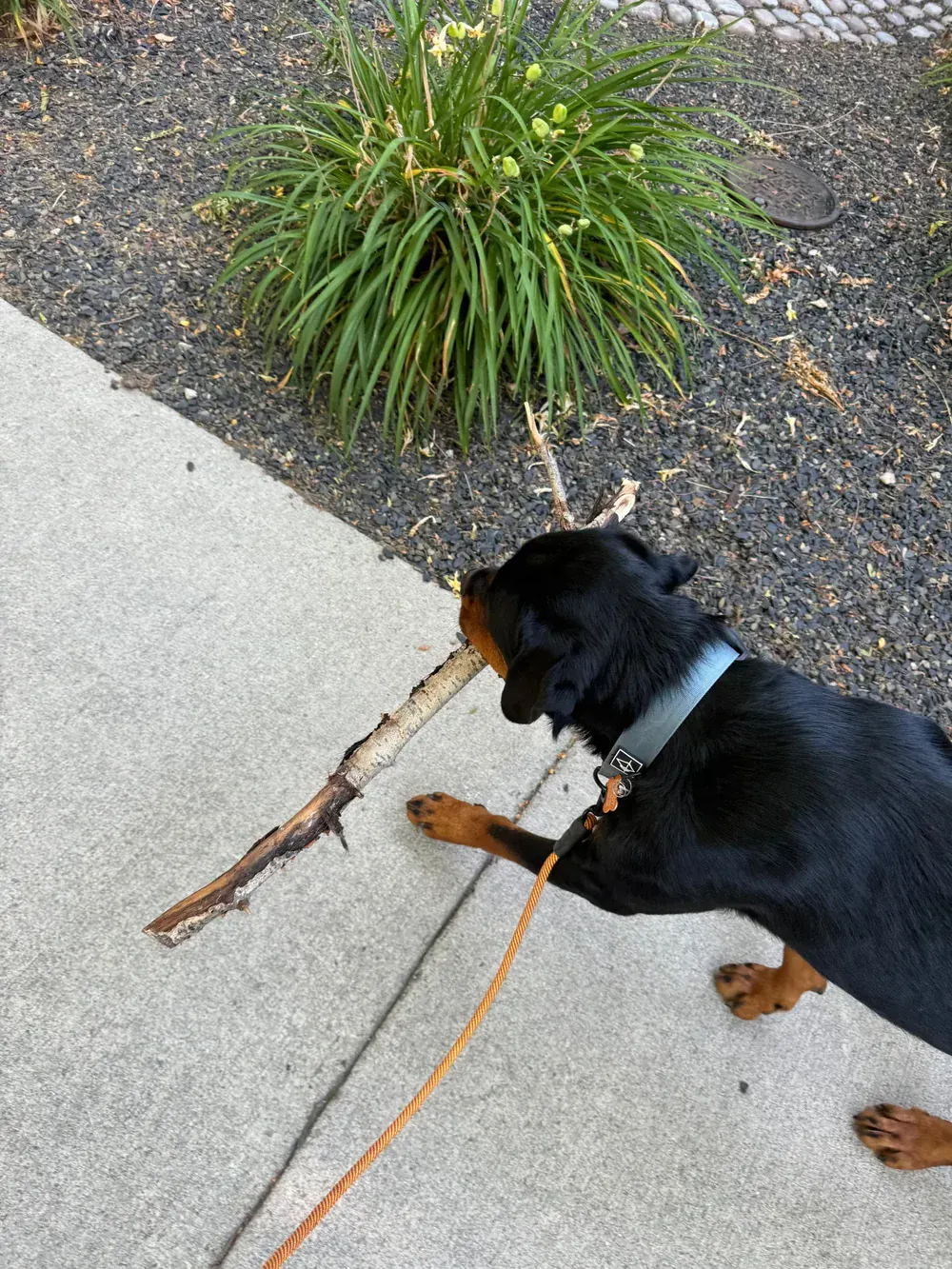 A dog stopping to investigate a stick partway through a decompression walk