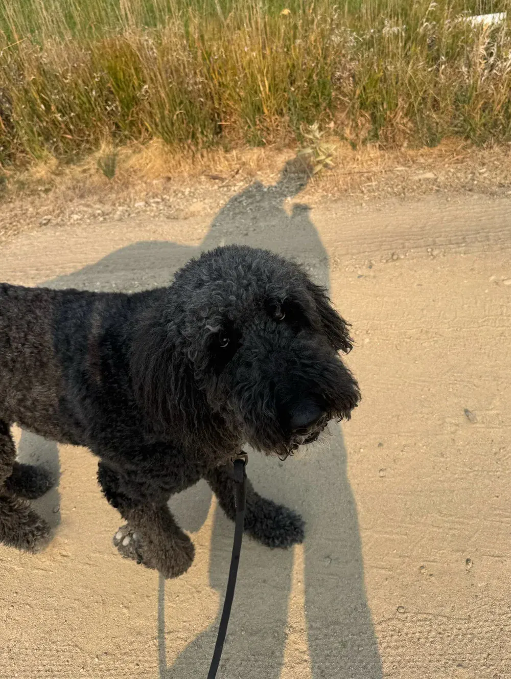 A black doodle checking in on a gravel path beside tall summer grass