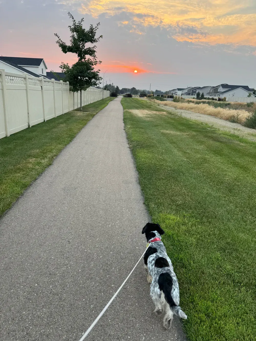 A dog leading the way down a Treasure Valley greenbelt path at sunset