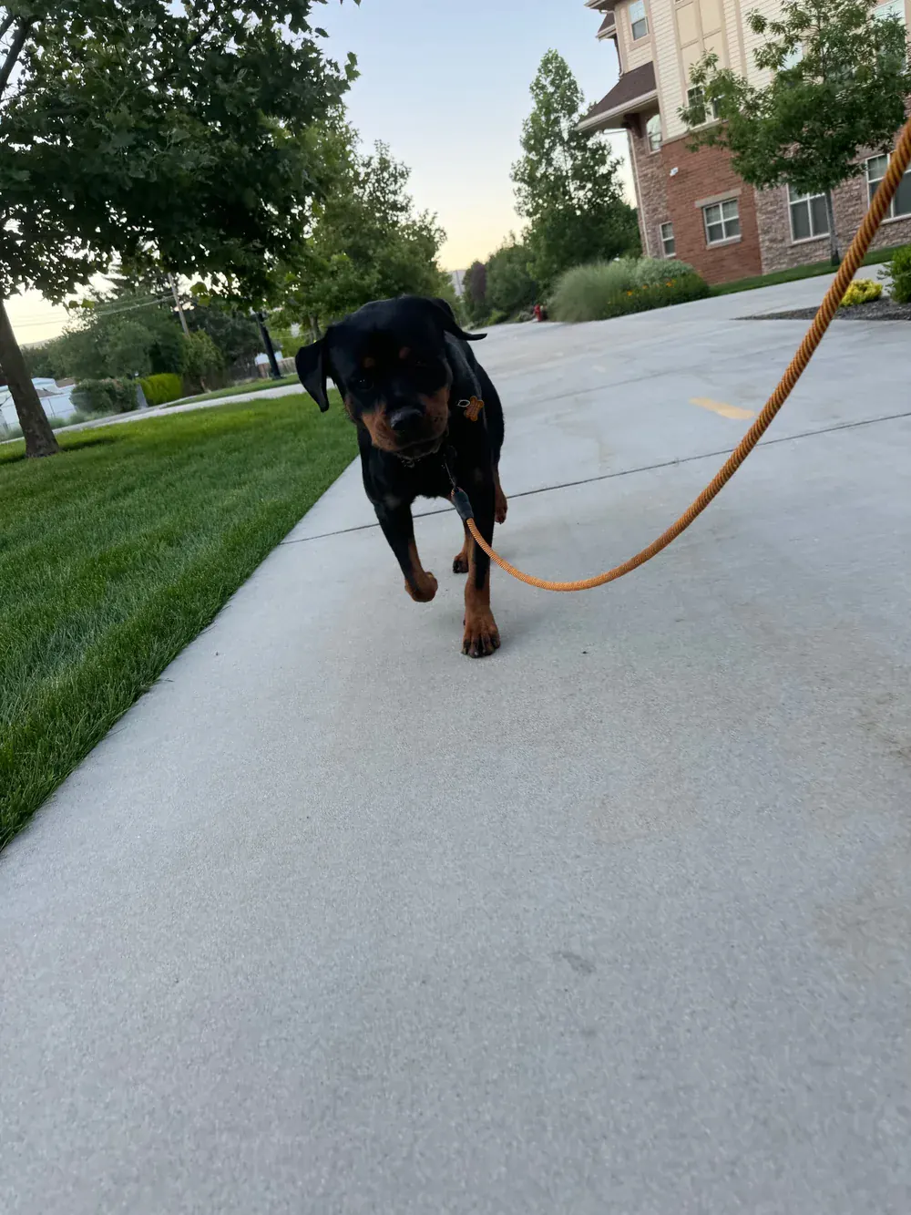 A rottweiler walking in on a long line during a neighborhood walk