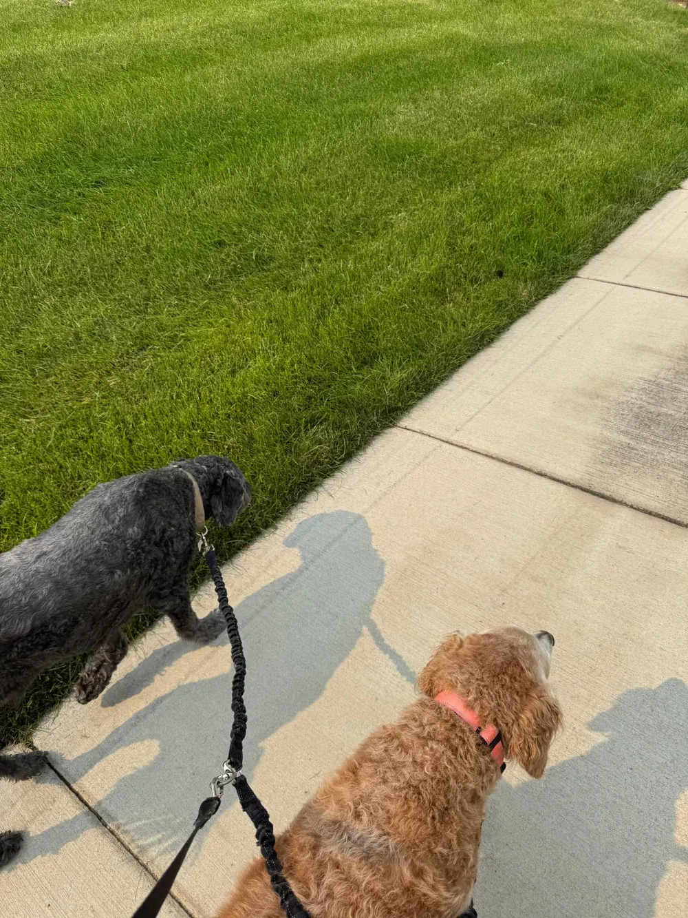 Two dogs from the same household walking together on a quiet sidewalk