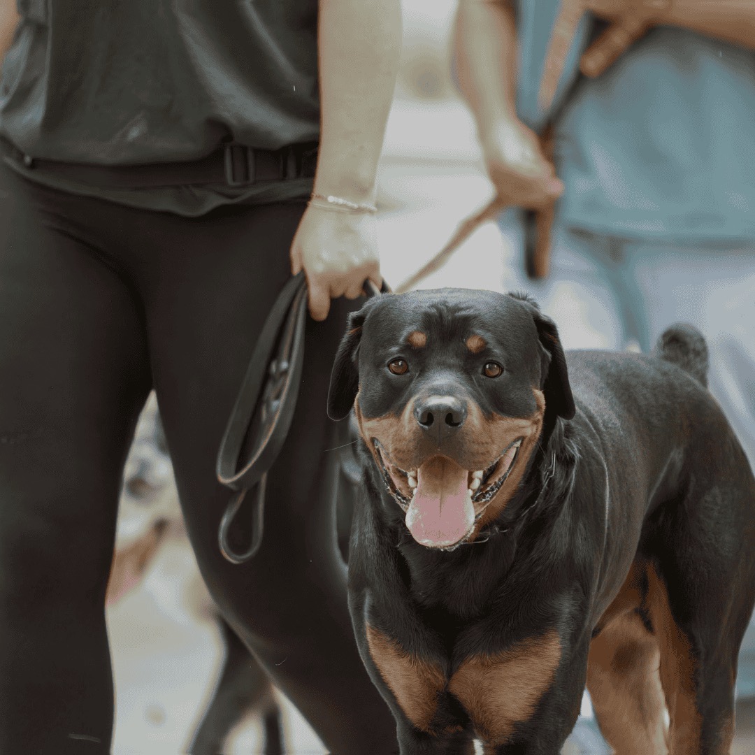 A rottweiler heeling closely beside their handler on a loose leash