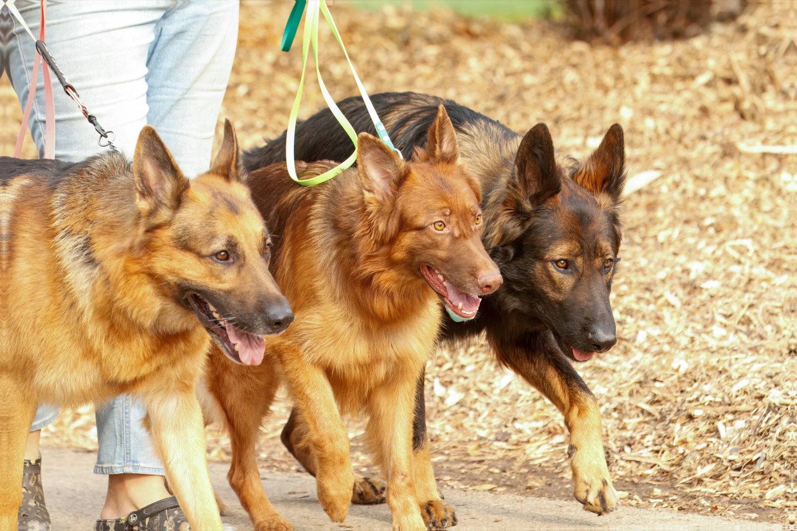 Three shepherds walking together on loose leads beside their handlers